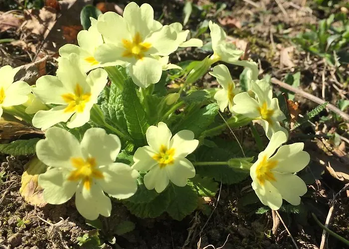 Small Views Apartamento Tenero-Contra