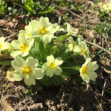 Small Views Lejlighed Tenero-Contra